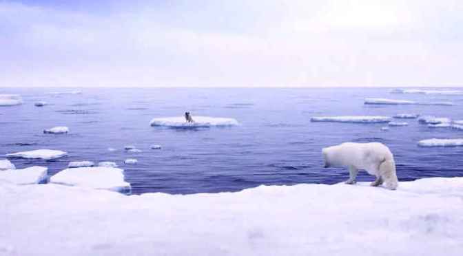 Τα αλεπουδάκια